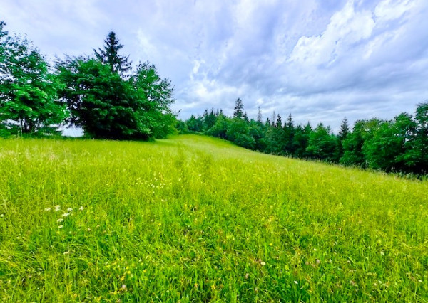 Predaj pozemku s projektom v meste Hriňová, časť Štoliansko o rozlohe 2447m2